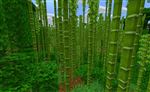 Jungle de bambous